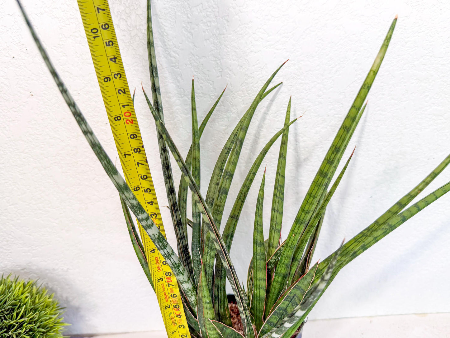 Sansevieria Crown up (xl2) (4) | Imported Sansevieria