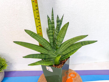 Sansevieria Meedee (xl3) (o) | Imported Sansevieria