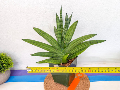 Sansevieria Meedee (xl3) (o) | Imported Sansevieria