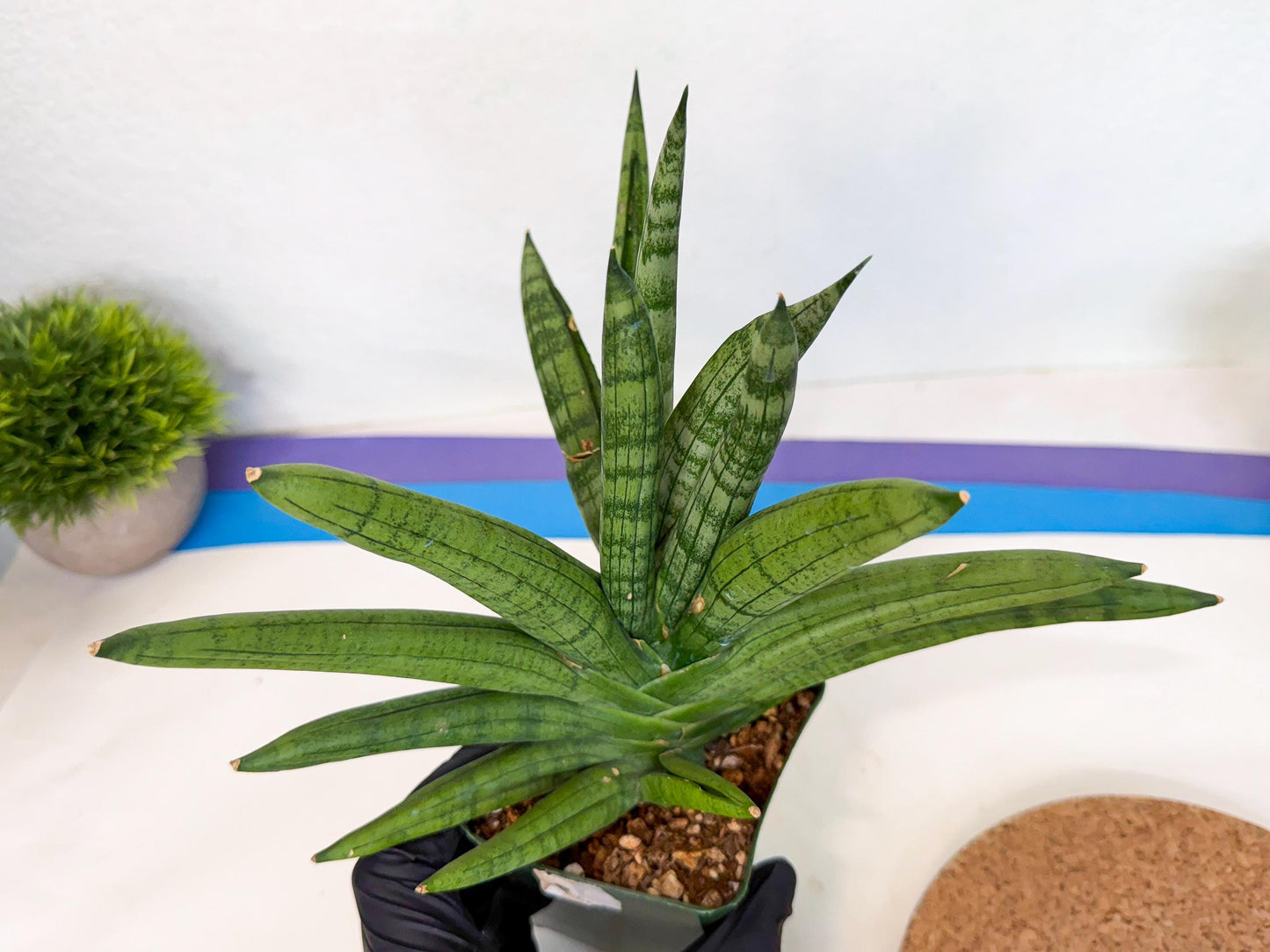 Sansevieria Meedee (xl3) (o) | Imported Sansevieria