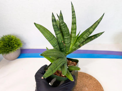 Sansevieria Meedee (xl3) (o) | Imported Sansevieria