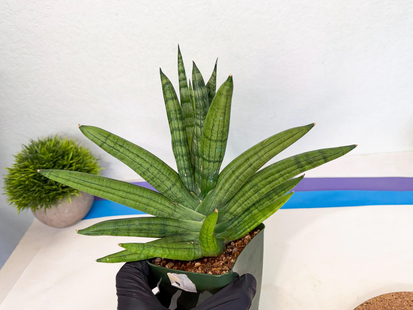 Sansevieria Meedee (xl3) (o) | Imported Sansevieria