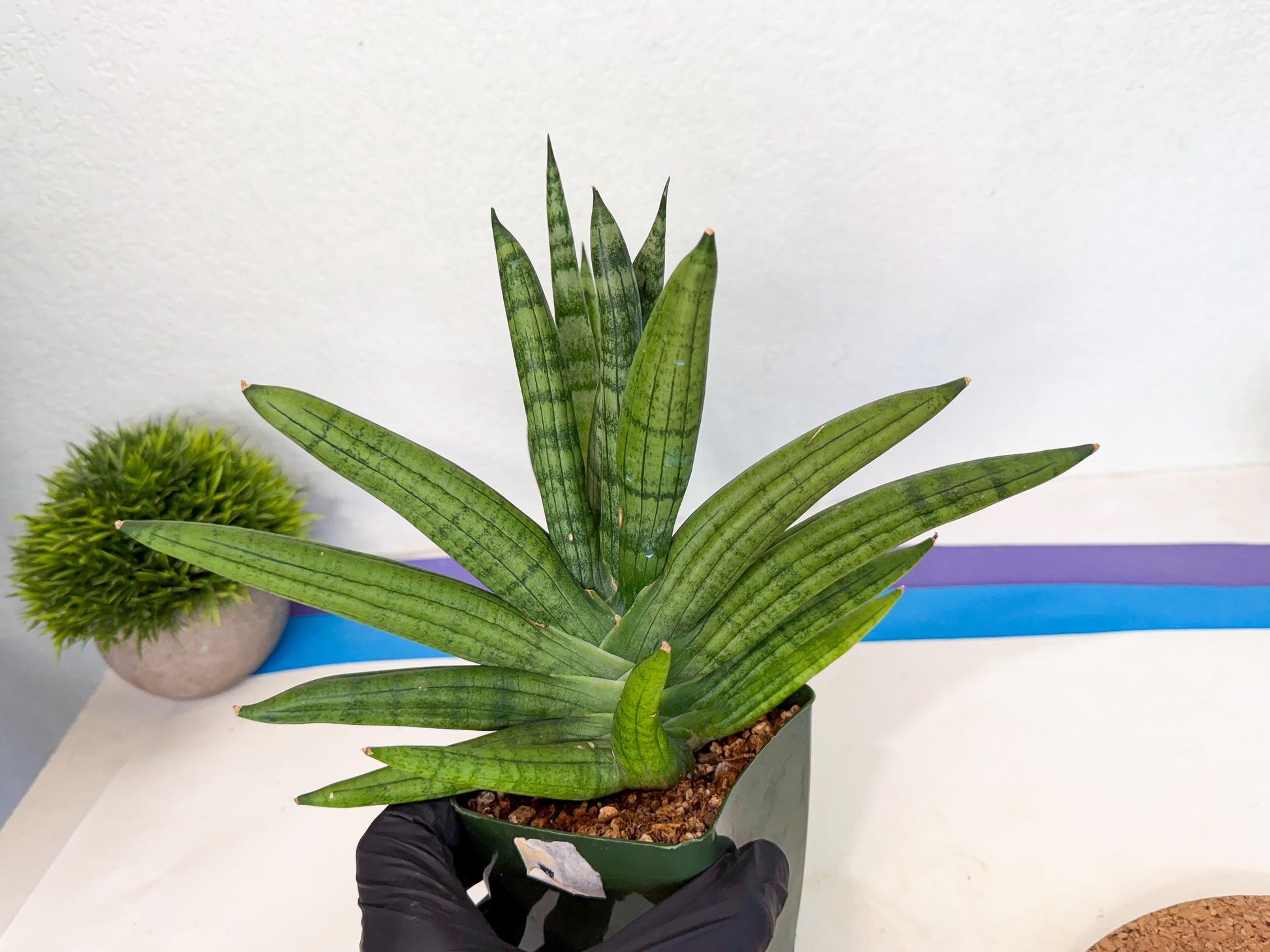 Sansevieria Meedee (xl3) (o) | Imported Sansevieria
