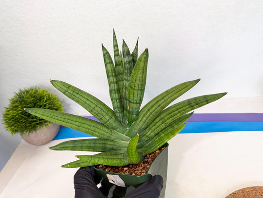 Sansevieria Meedee (xl3) (o) | Imported Sansevieria