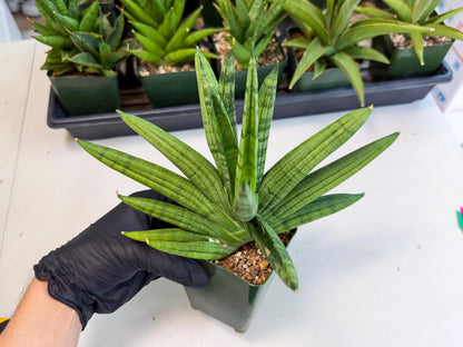 Sansevieria Meedee (xl3) (o) | Imported Sansevieria