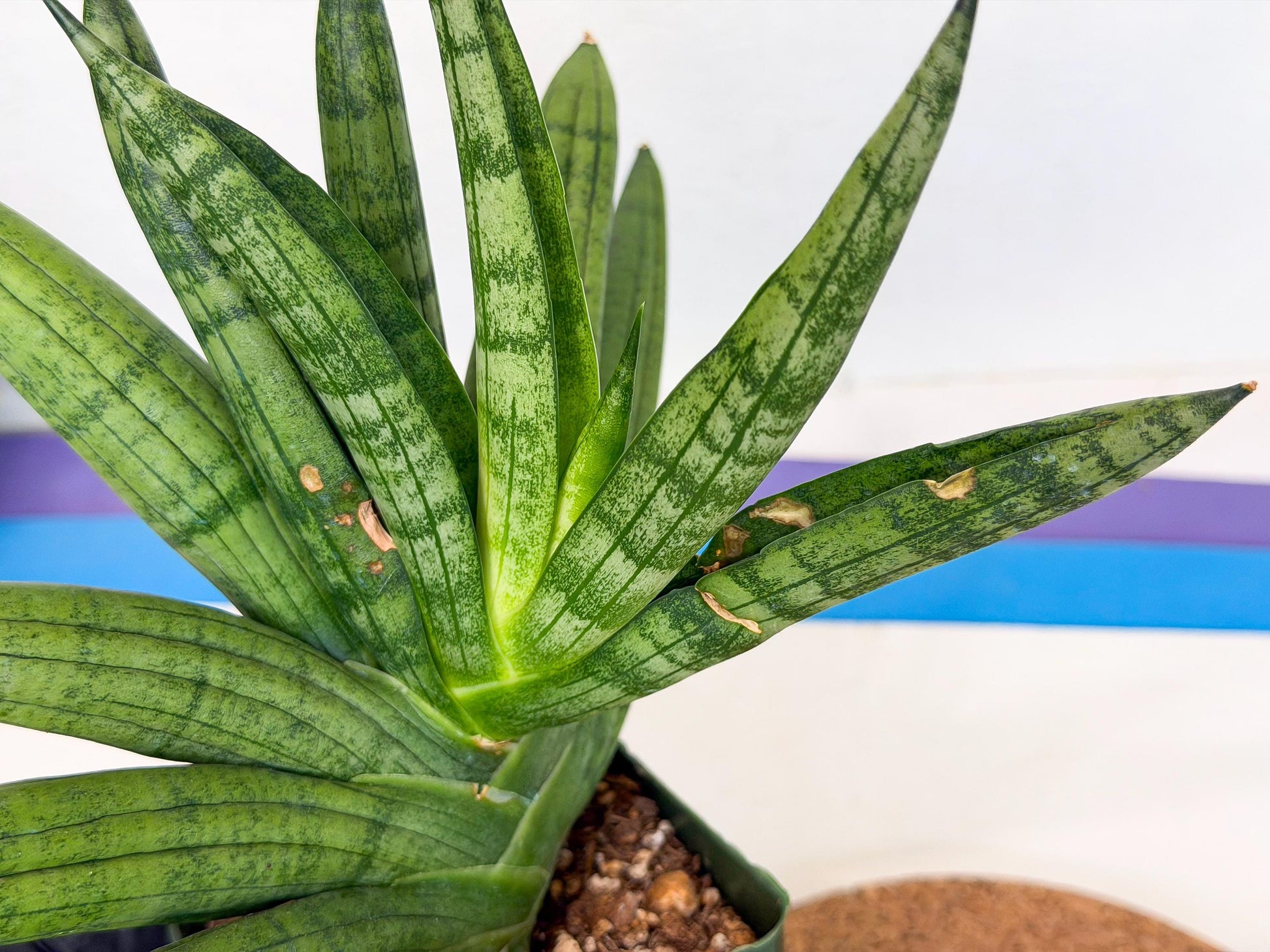 Sansevieria Meedee (xl3) (o) | Imported Sansevieria