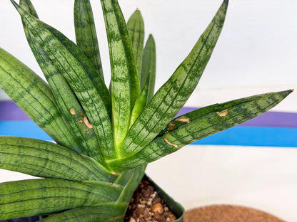Sansevieria Meedee (xl3) (o) | Imported Sansevieria