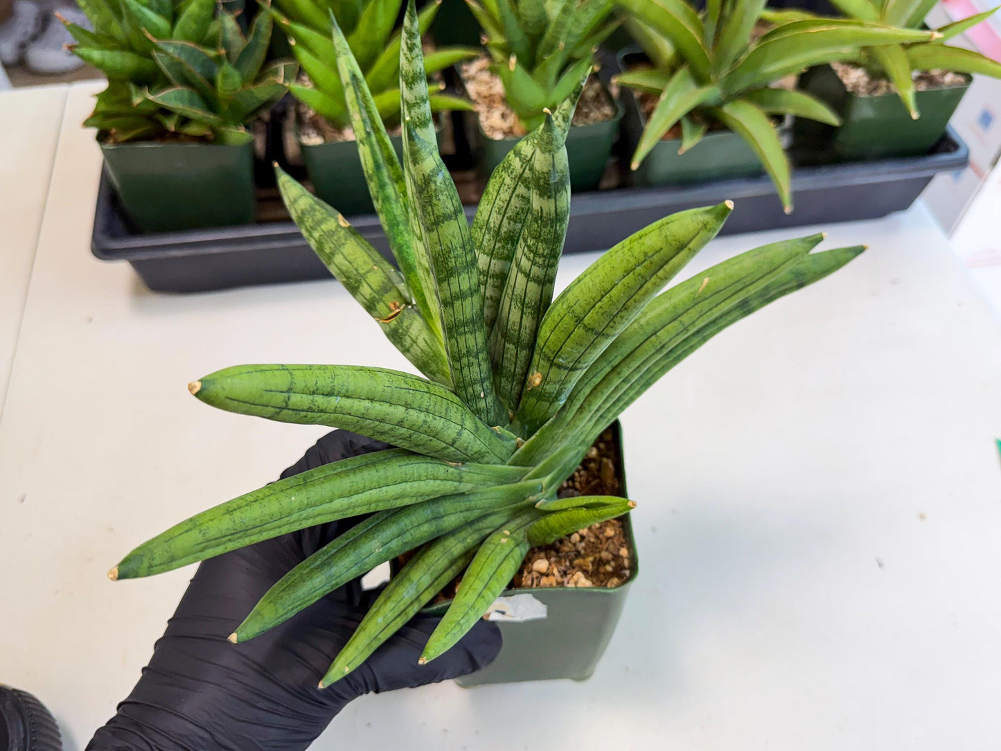 Sansevieria Meedee (xl3) (o) | Imported Sansevieria