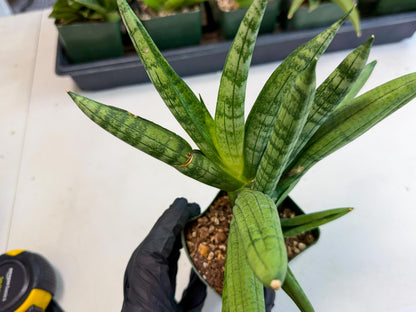 Sansevieria Meedee (xl3) (o) | Imported Sansevieria