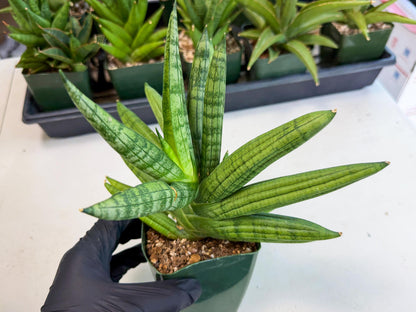 Sansevieria Meedee (xl3) (o) | Imported Sansevieria