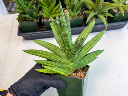 Sansevieria Meedee (xl3) (o) | Imported Sansevieria