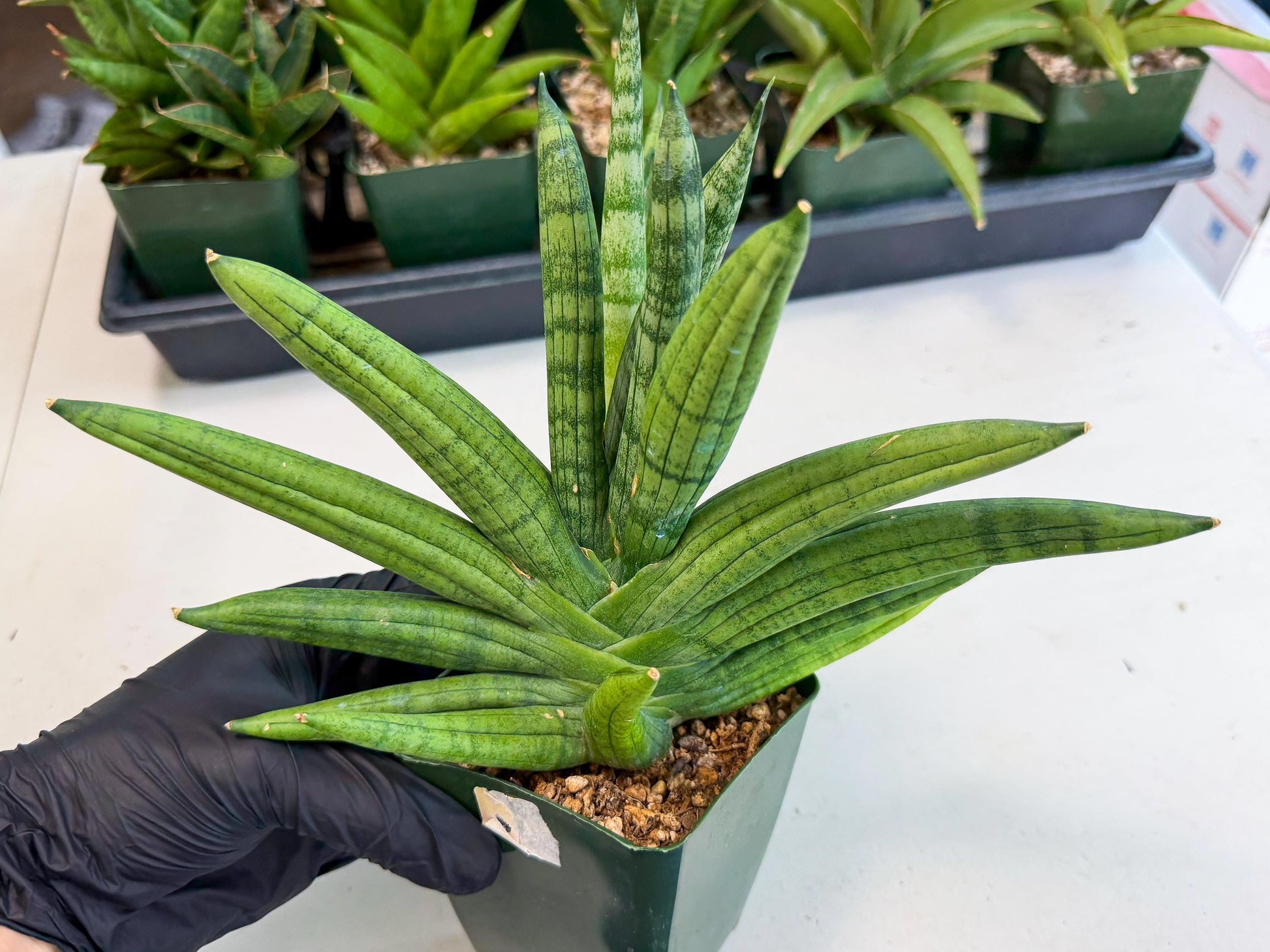 Sansevieria Meedee (xl3) (o) | Imported Sansevieria