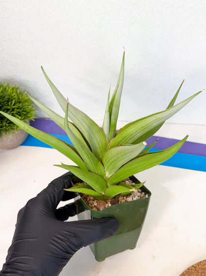 Sansevieria Bai bid (XL1) (y) | Imported Sansevieria