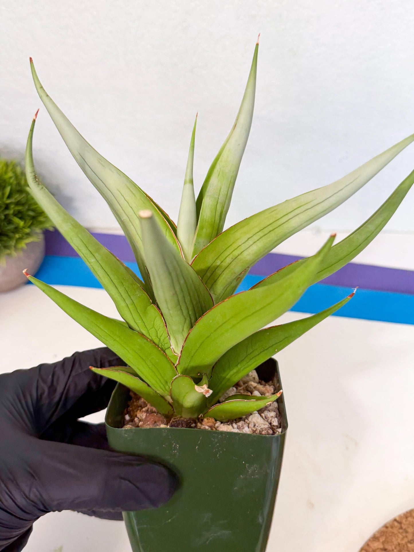 Sansevieria Bai bid (XL1) (y) | Imported Sansevieria