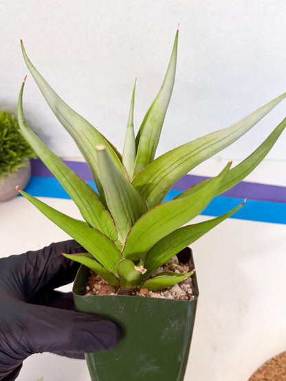 Sansevieria Bai bid (XL1) (y) | Imported Sansevieria