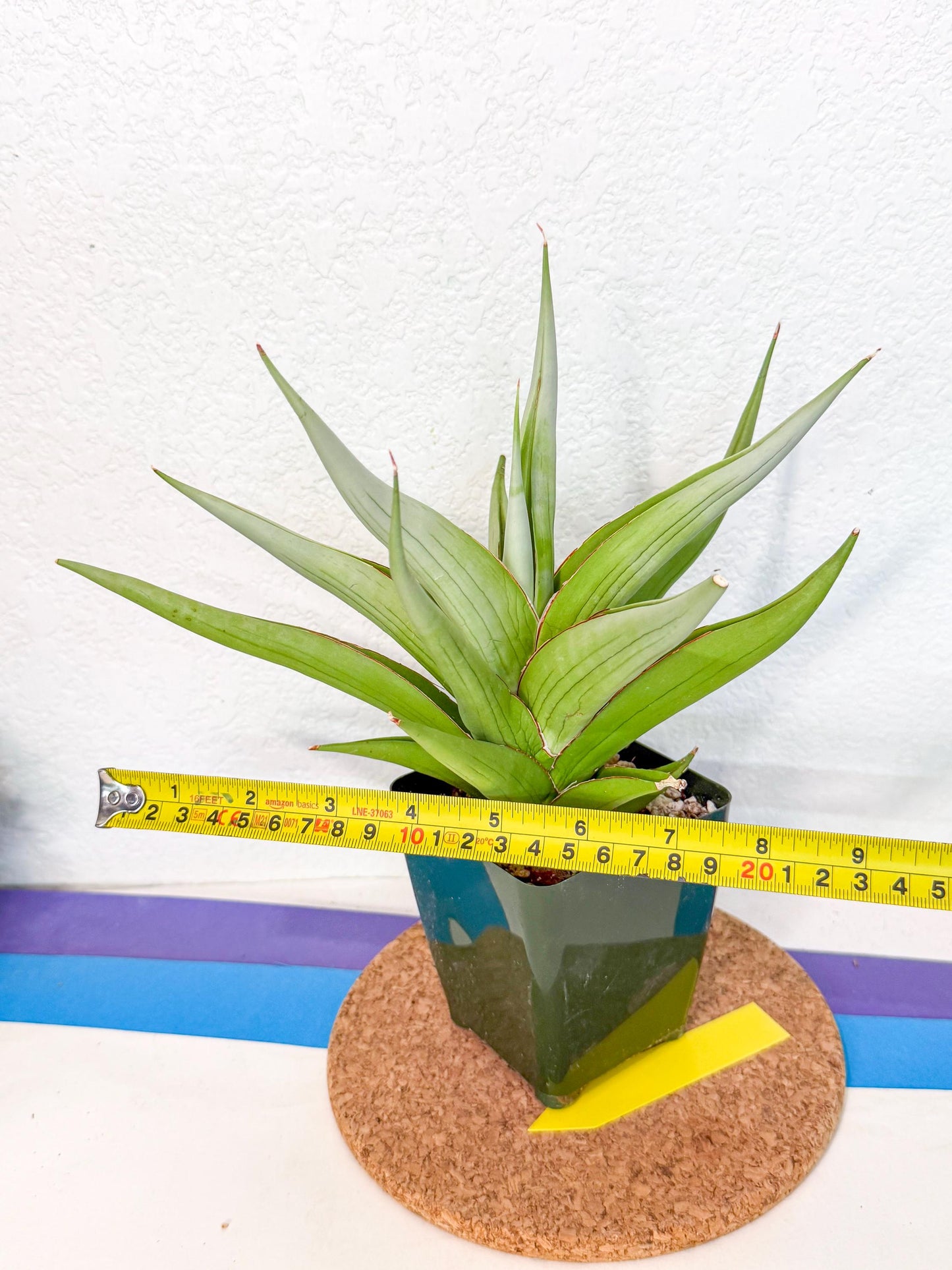 Sansevieria Bai bid (XL1) (y) | Imported Sansevieria
