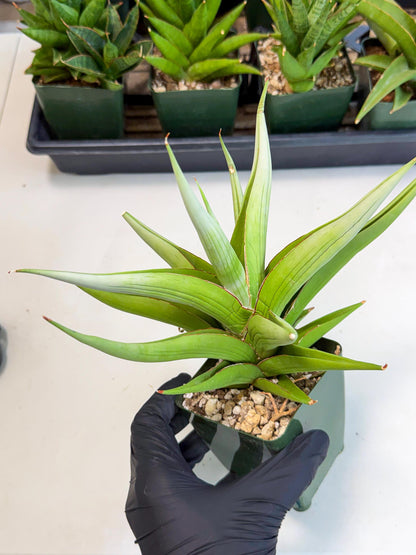 Sansevieria Bai bid (XL1) (y) | Imported Sansevieria