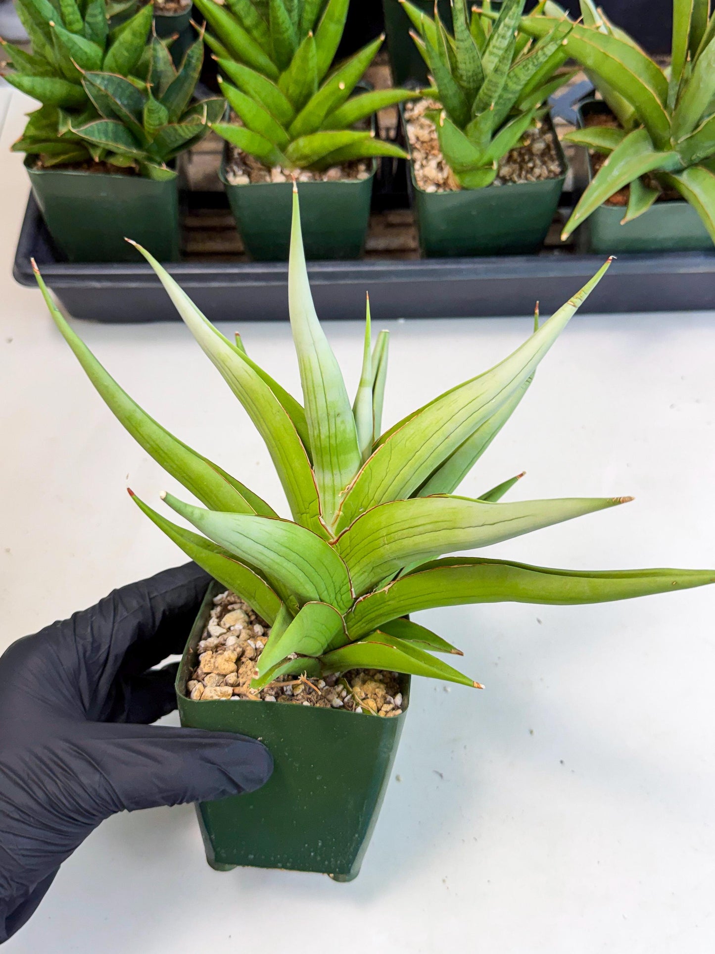 Sansevieria Bai bid (XL1) (y) | Imported Sansevieria