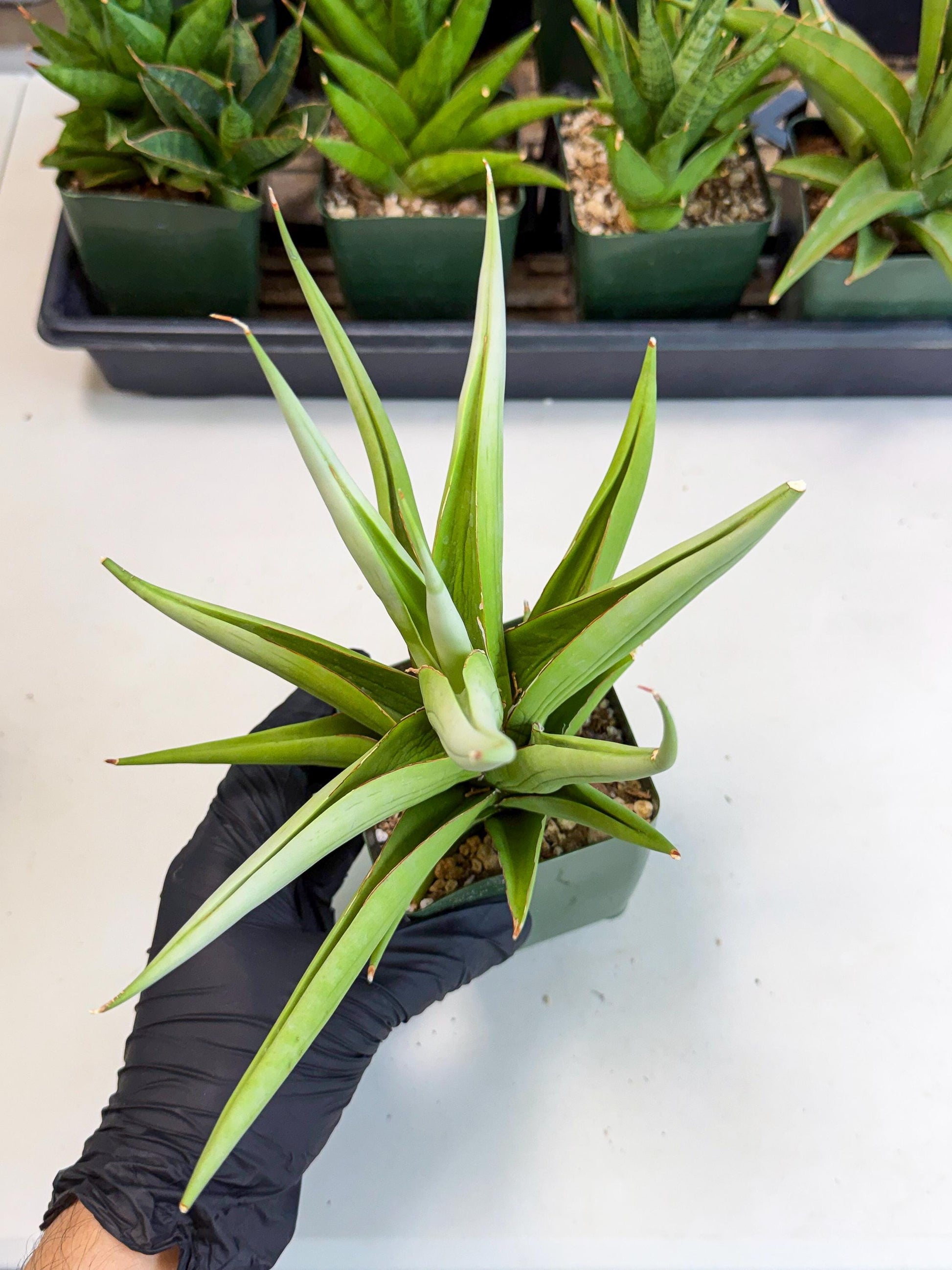 Sansevieria Bai bid (XL1) (y) | Imported Sansevieria