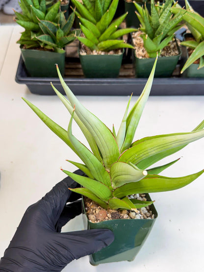 Sansevieria Bai bid (XL1) (y) | Imported Sansevieria