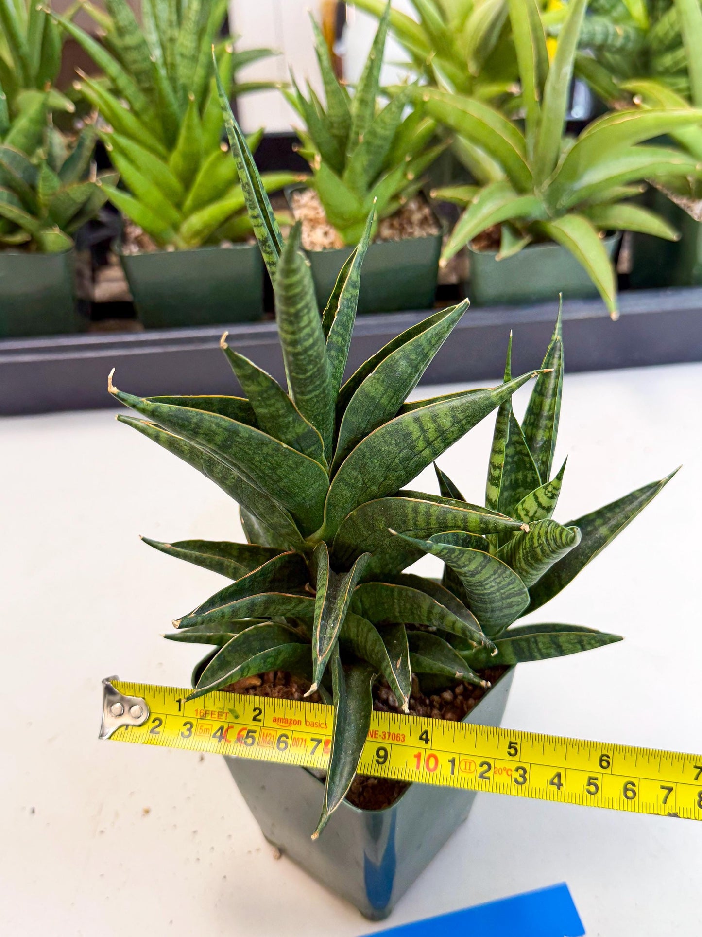 Sansevieria Sindoro (xl3) (b) | Imported House Plants
