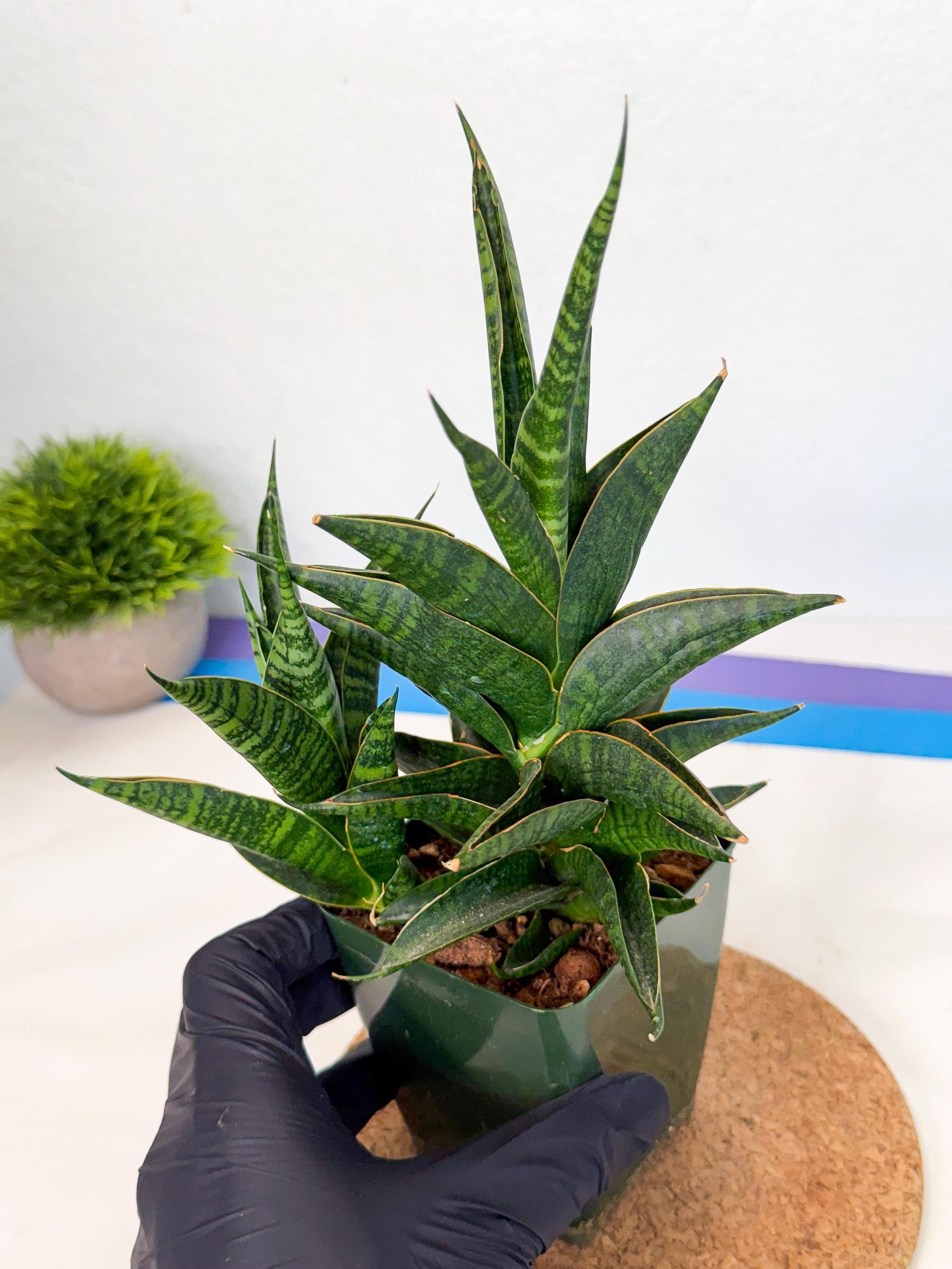 Sansevieria Sindoro (xl3) (b) | Imported House Plants