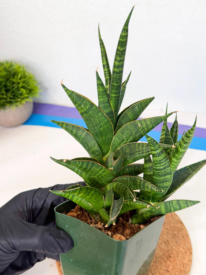 Sansevieria Sindoro (xl3) (b) | Imported House Plants