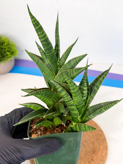 Sansevieria Sindoro (xl3) (b) | Imported House Plants