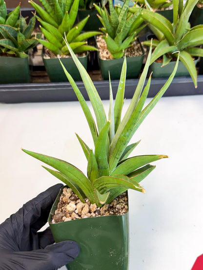 Sansevieria Bai Bid (xl3) (r) | Imported Plant