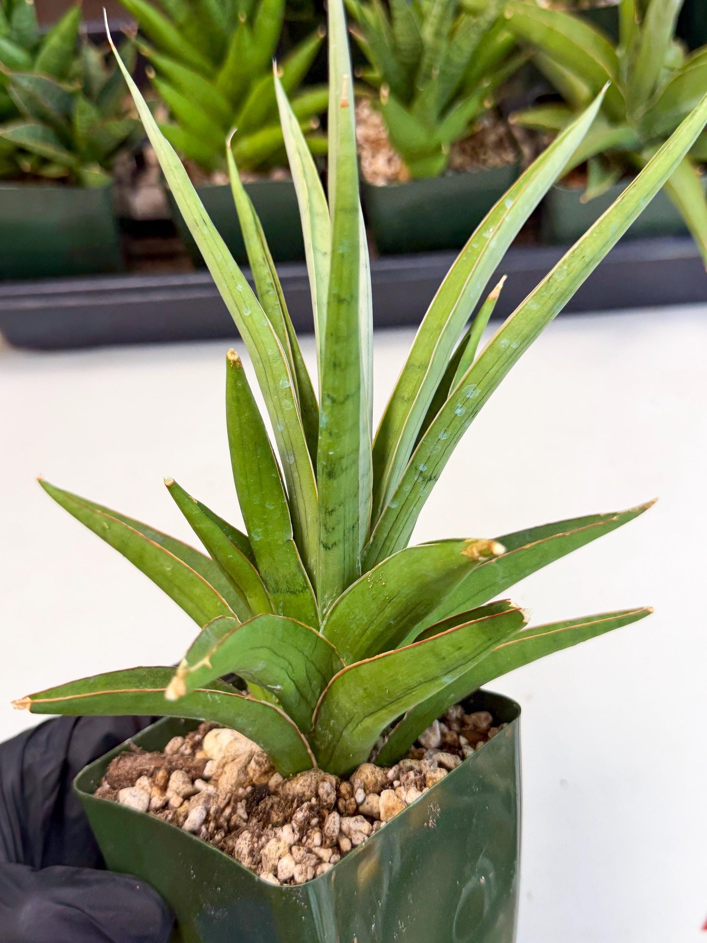 Sansevieria Bai Bid (xl3) (r) | Imported Plant