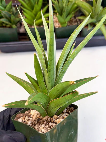 Sansevieria Bai Bid (xl3) (r) | Imported Plant
