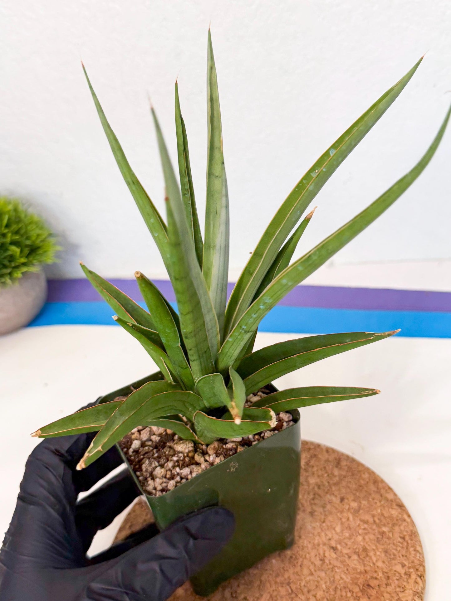 Sansevieria Bai Bid (xl3) (r) | Imported Plant