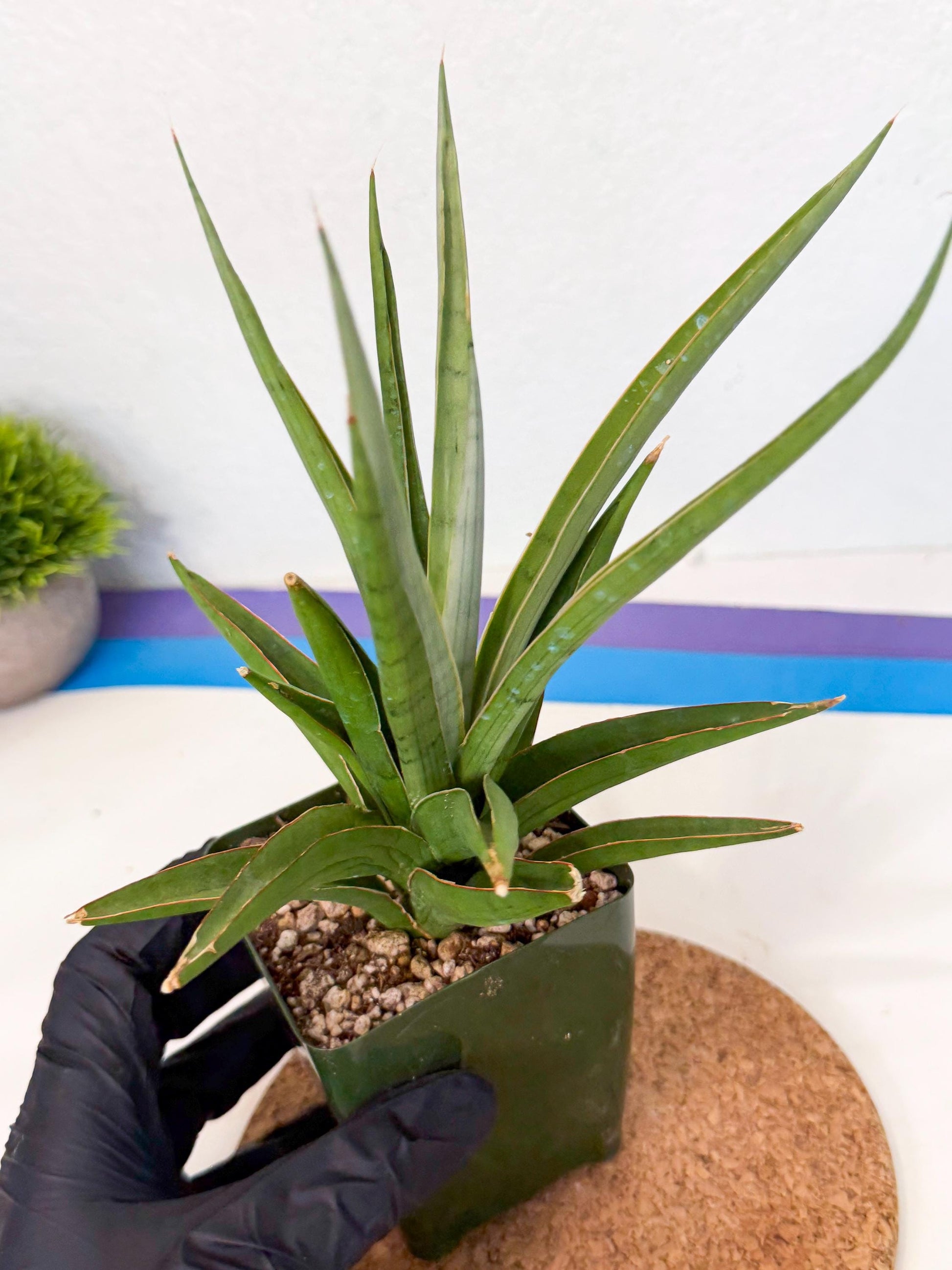 Sansevieria Bai Bid (xl3) (r) | Imported Plant