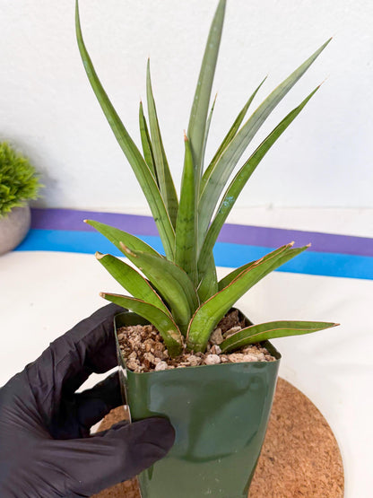 Sansevieria Bai Bid (xl3) (r) | Imported Plant