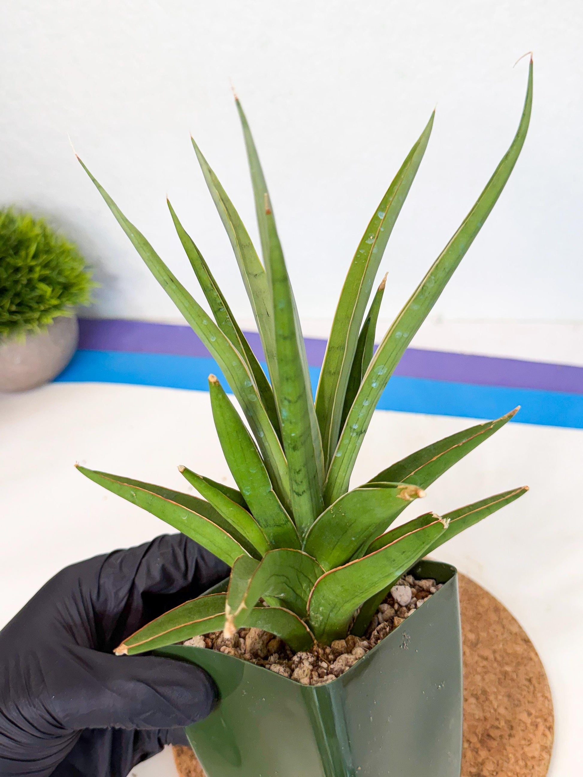 Sansevieria Bai Bid (xl3) (r) | Imported Plant