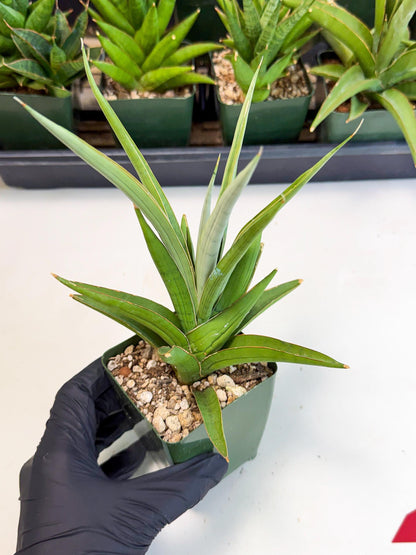 Sansevieria Bai Bid (xl3) (r) | Imported Plant