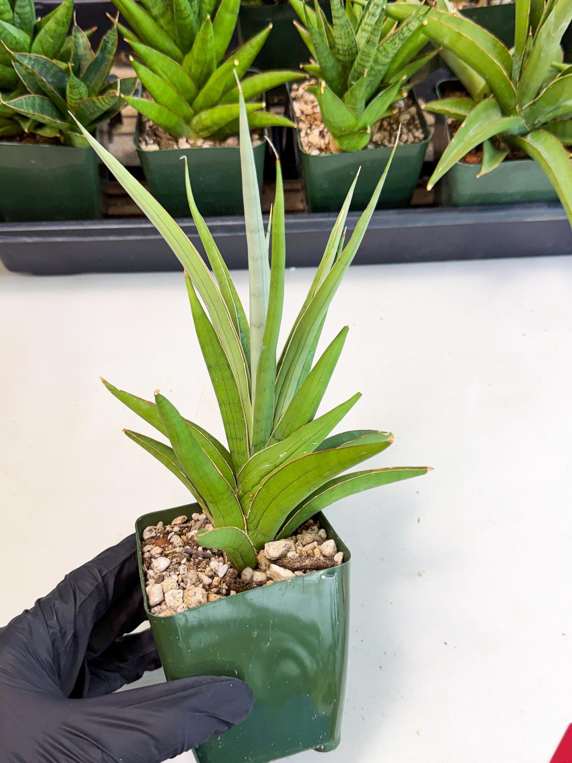 Sansevieria Bai Bid (xl3) (r) | Imported Plant