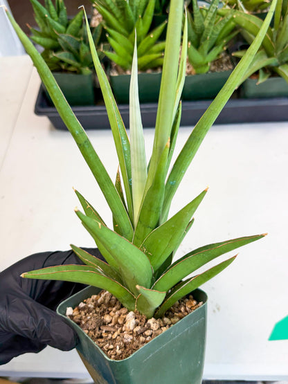 Sansevieria Bai Bid (xl3) (g) | Imported Plant