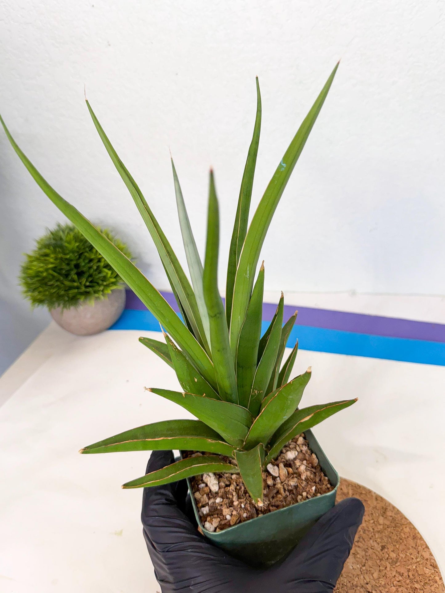 Sansevieria Bai Bid (xl3) (g) | Imported Plant