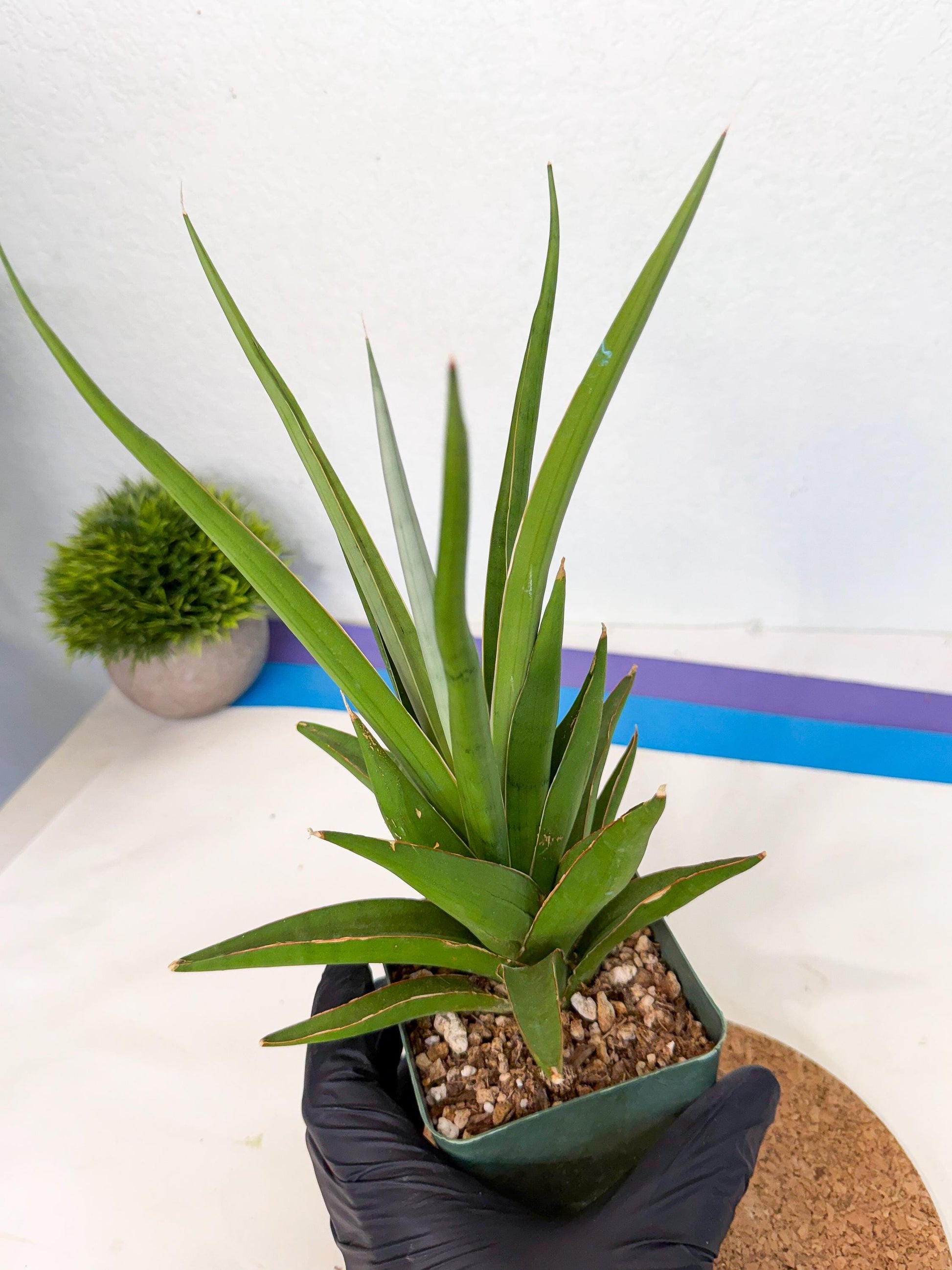 Sansevieria Bai Bid (xl3) (g) | Imported Plant