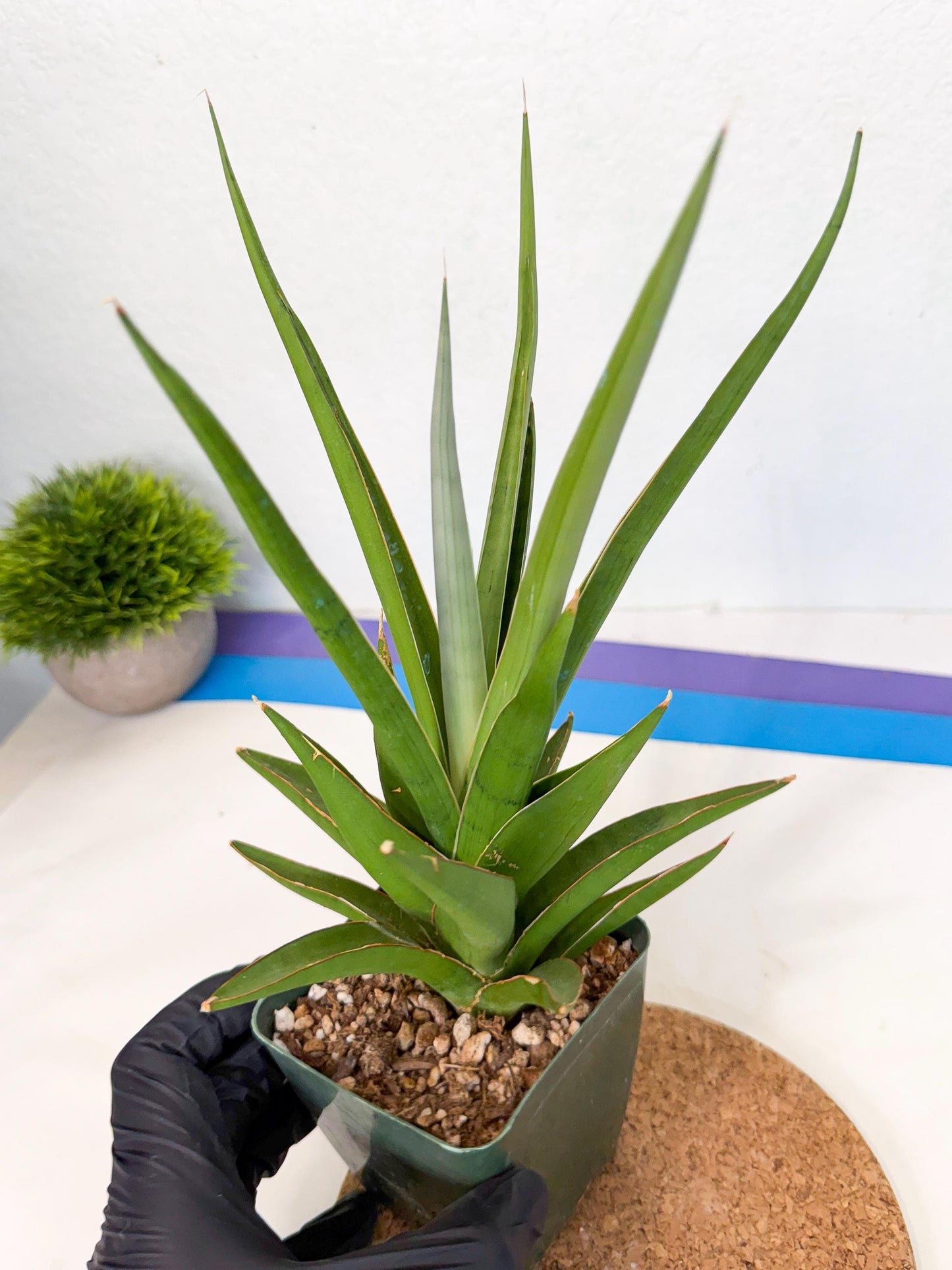 Sansevieria Bai Bid (xl3) (g) | Imported Plant