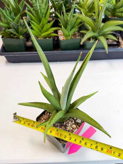 Sansevieria Bai Bid (xl3) (p) | Imported Plant
