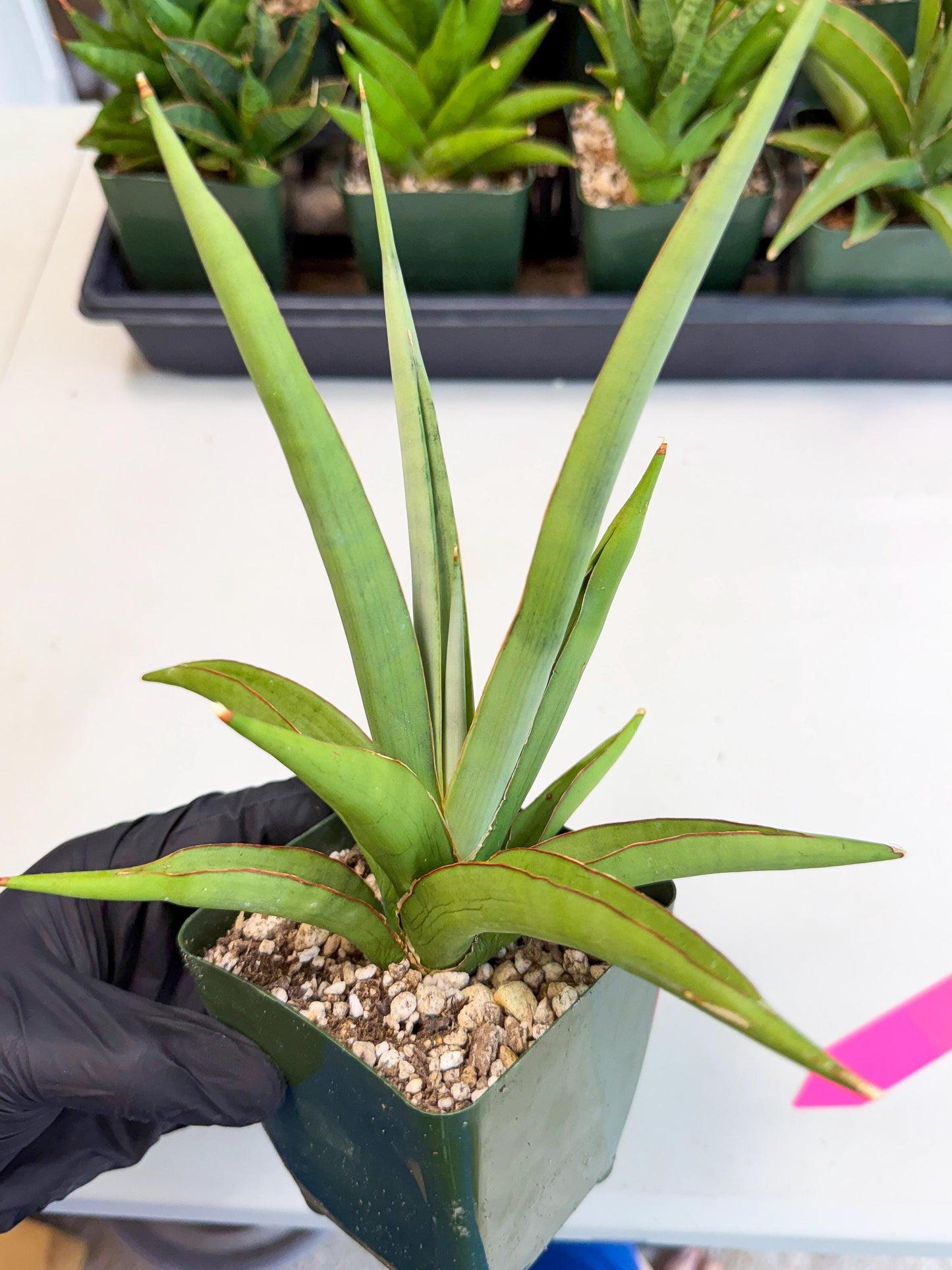 Sansevieria Bai Bid (xl3) (p) | Imported Plant