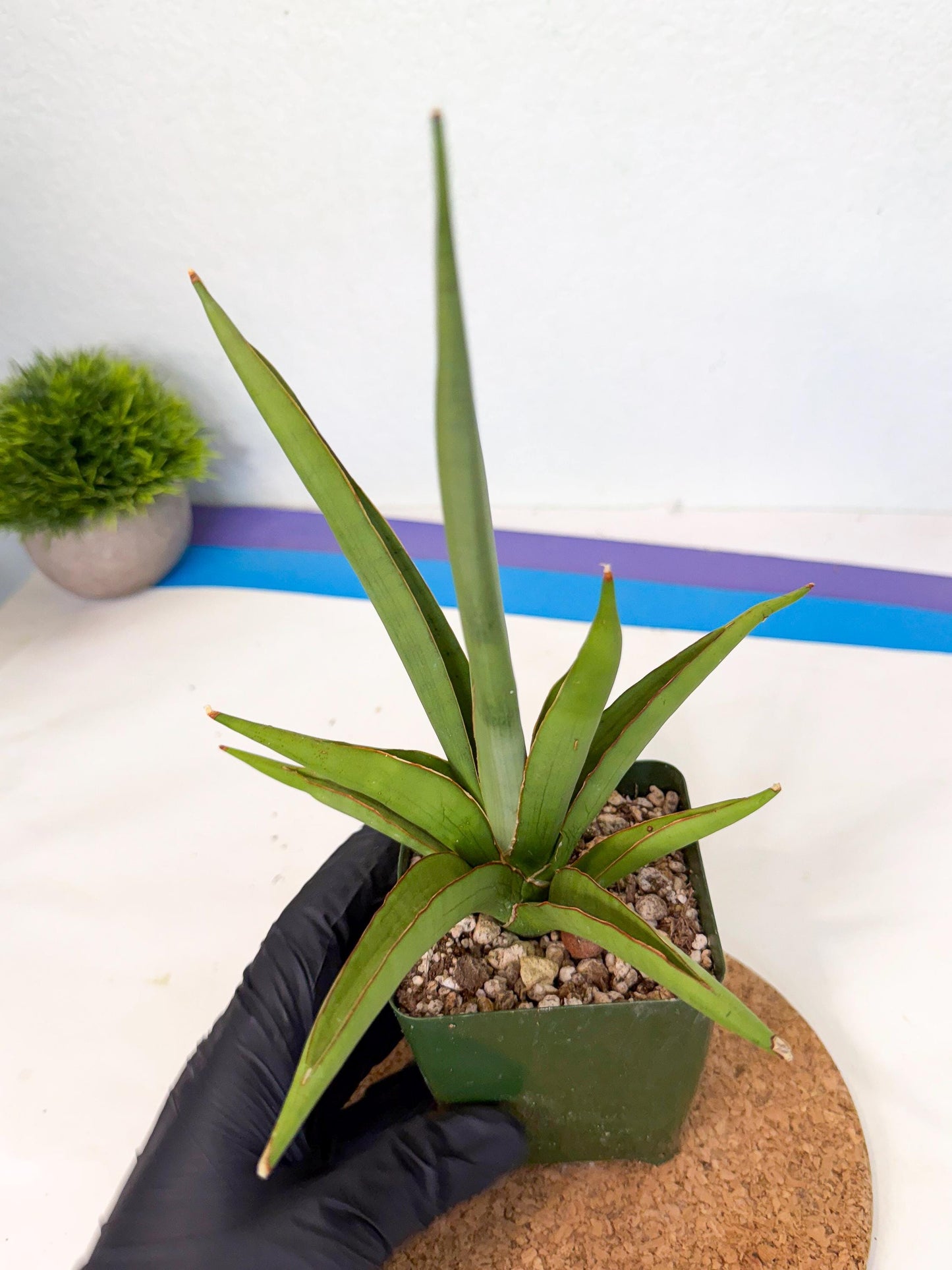 Sansevieria Bai Bid (xl3) (p) | Imported Plant