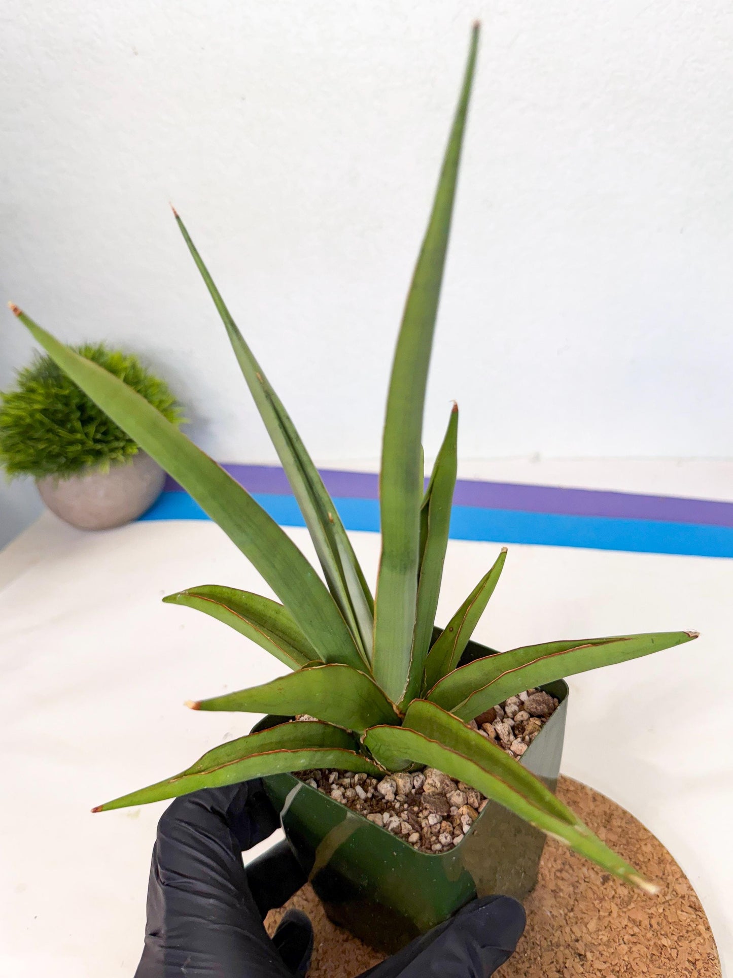 Sansevieria Bai Bid (xl3) (p) | Imported Plant