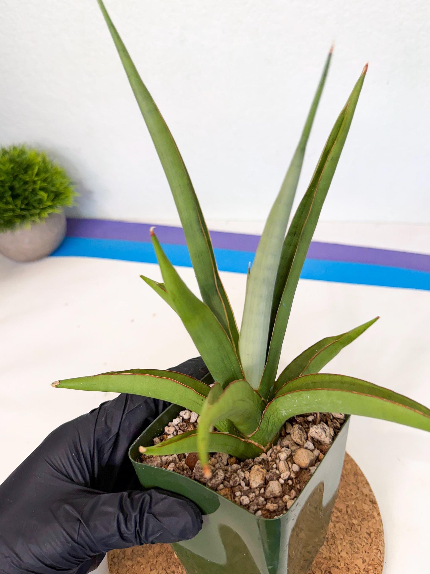 Sansevieria Bai Bid (xl3) (p) | Imported Plant