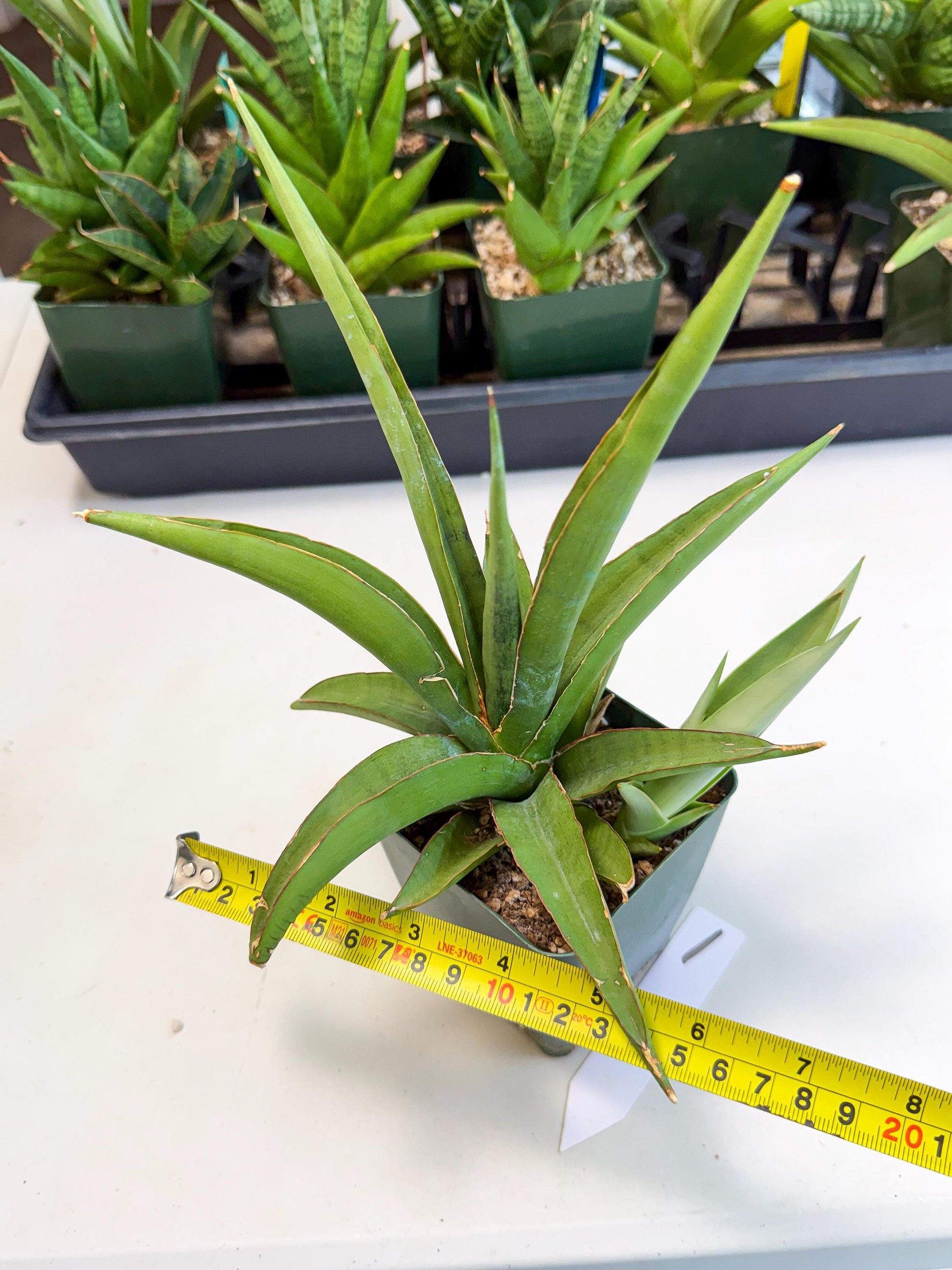 Sansevieria Bai Bid (xl3) (1) | Imported Plant