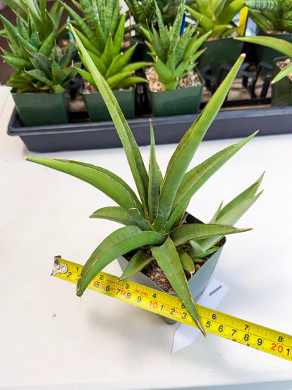 Sansevieria Bai Bid (xl3) (1) | Imported Plant