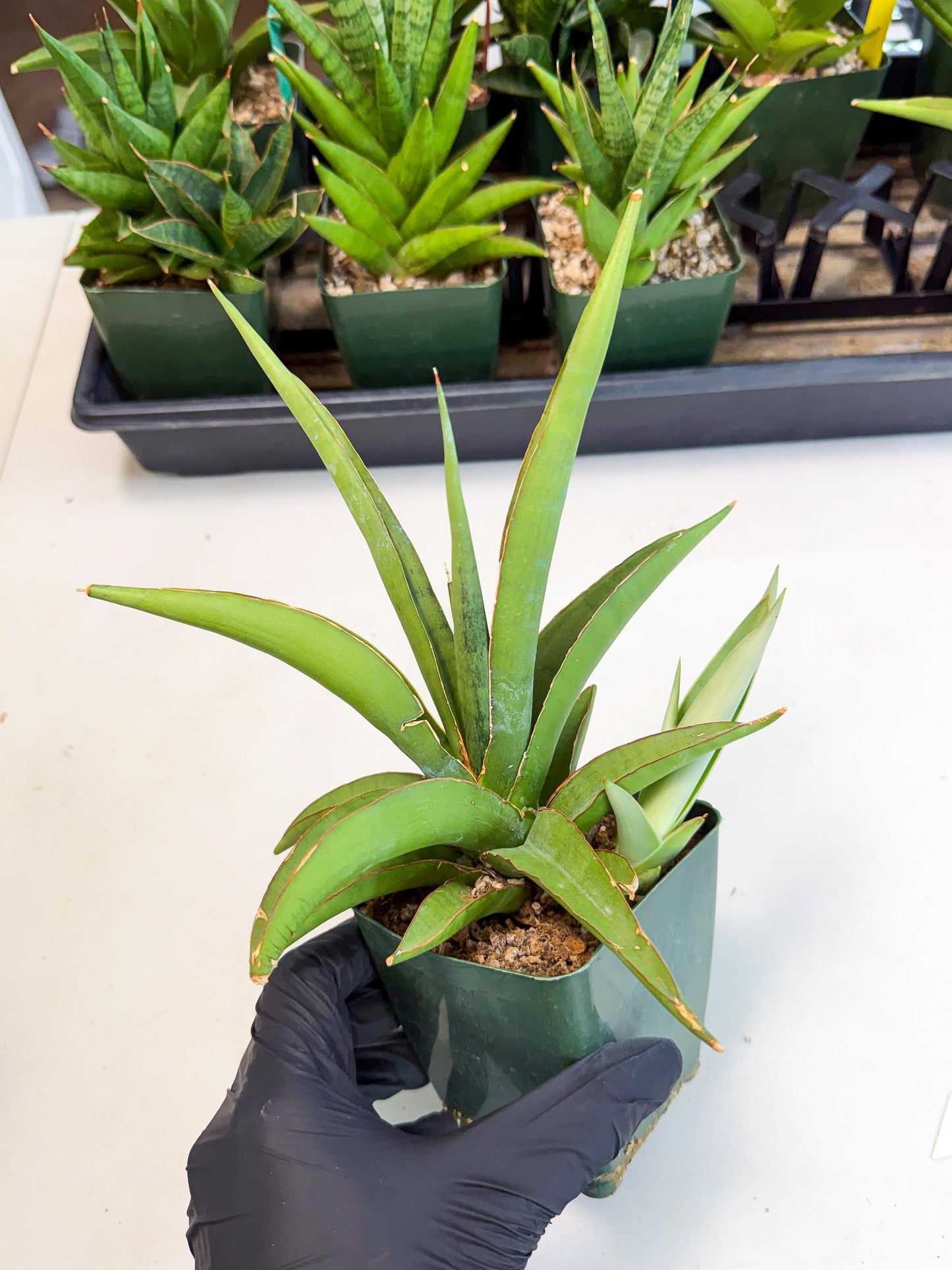 Sansevieria Bai Bid (xl3) (1) | Imported Plant