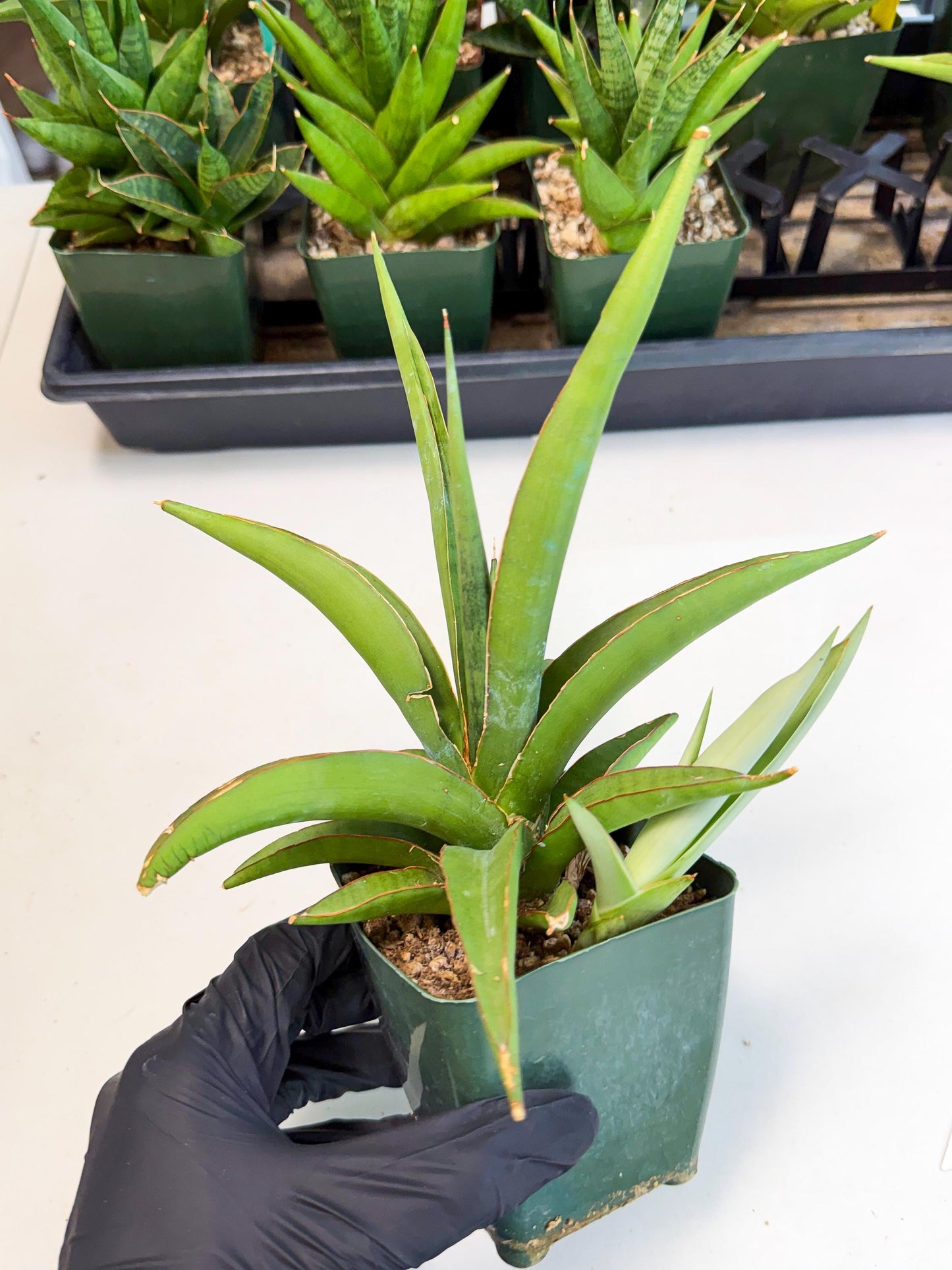 Sansevieria Bai Bid (xl3) (1) | Imported Plant